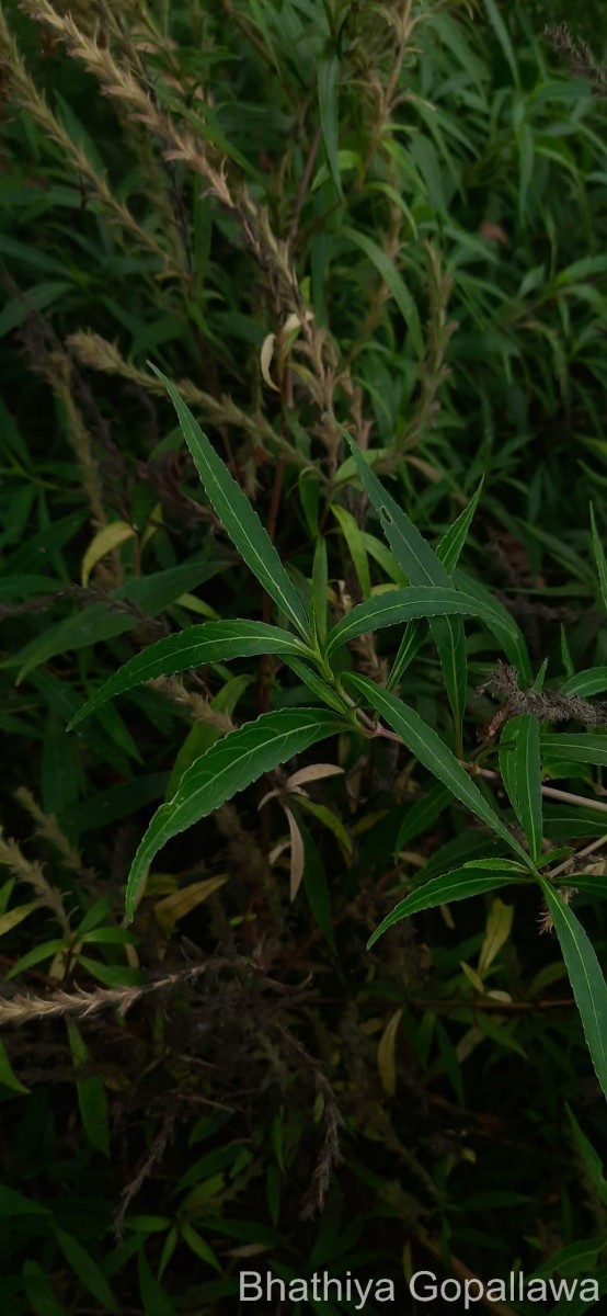 Strobilanthes nigrescens T.Anderson